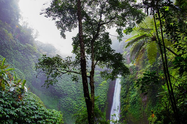 Amazzonia – Nuovi cammini per la Chiesa e per una ecologia integrale