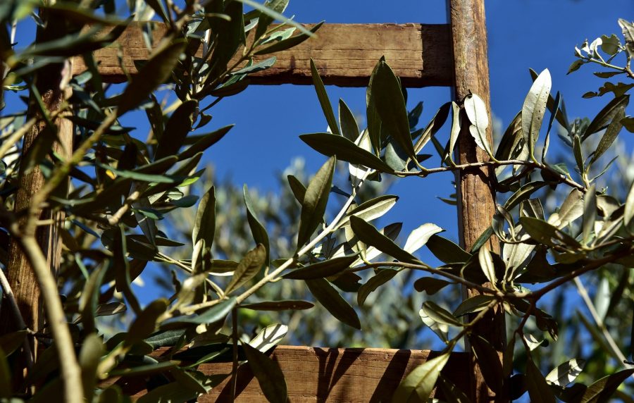 Domenica delle Palme – Accompagnati dalla fede verso la Pasqua