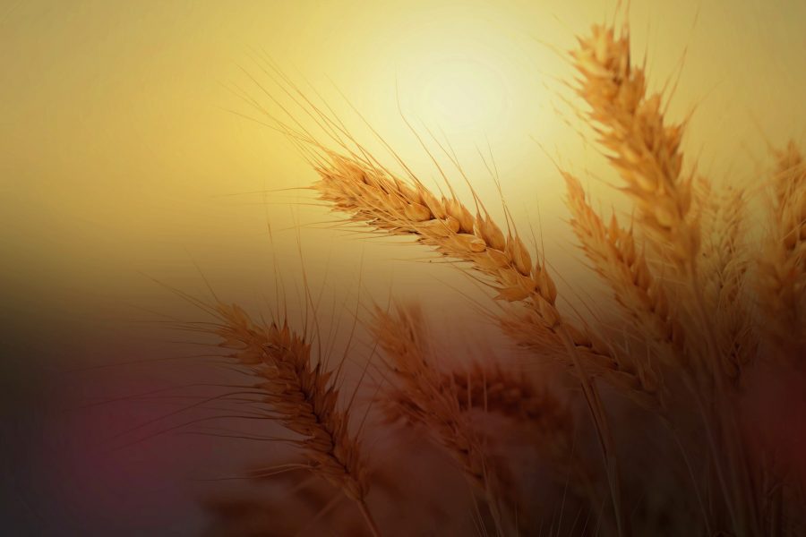 V Domenica di Quaresima – Dio è dove il seme muore