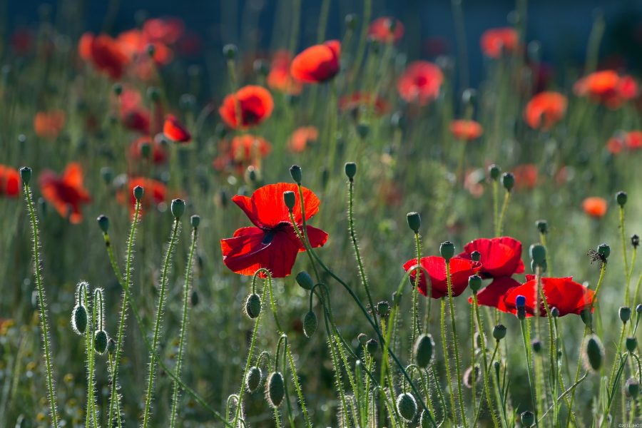 XIV Domenica del Tempo Ordinario – Dio si rivela nell’ordinario