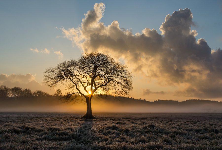 VIII Domenica del Tempo Ordinario – Un albero buono fa frutti buoni