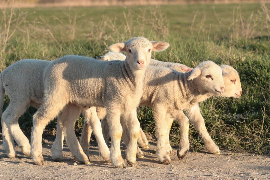 II Domenica del Tempo Ordinario – Ecco l’agnello di Dio