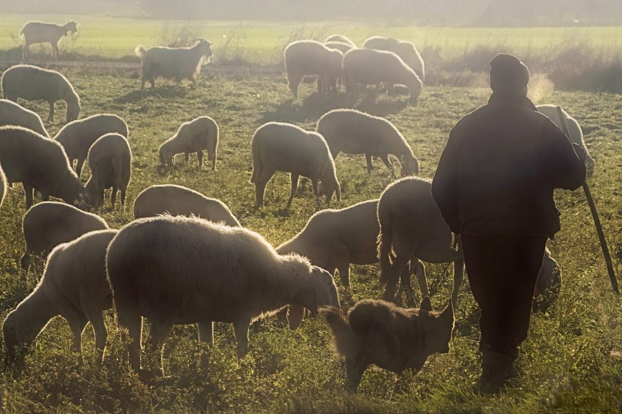 IV Domenica di Pasqua – Il Buon Pastore