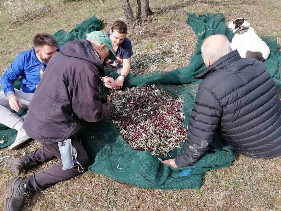 Firenze – La raccolta delle olive è una festa