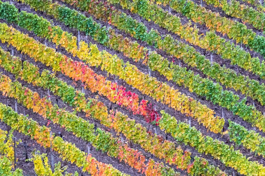 XVII Domenica del Tempo Ordinario – Buoni operai nella vigna del Signore